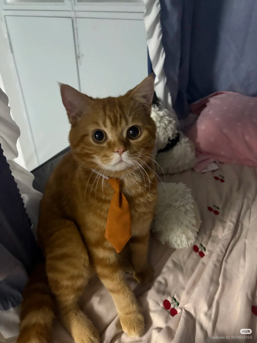 No Context Cats tweet media