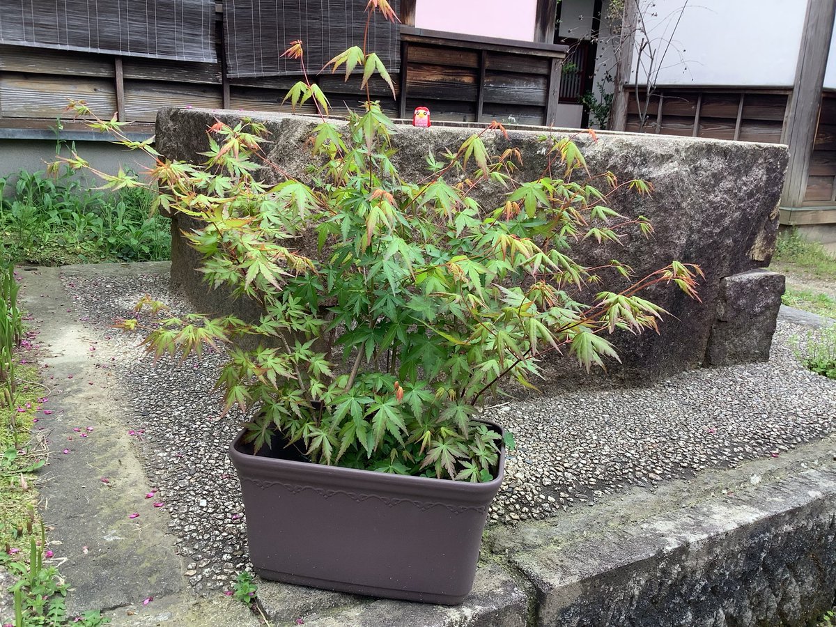 はづちを tweet media