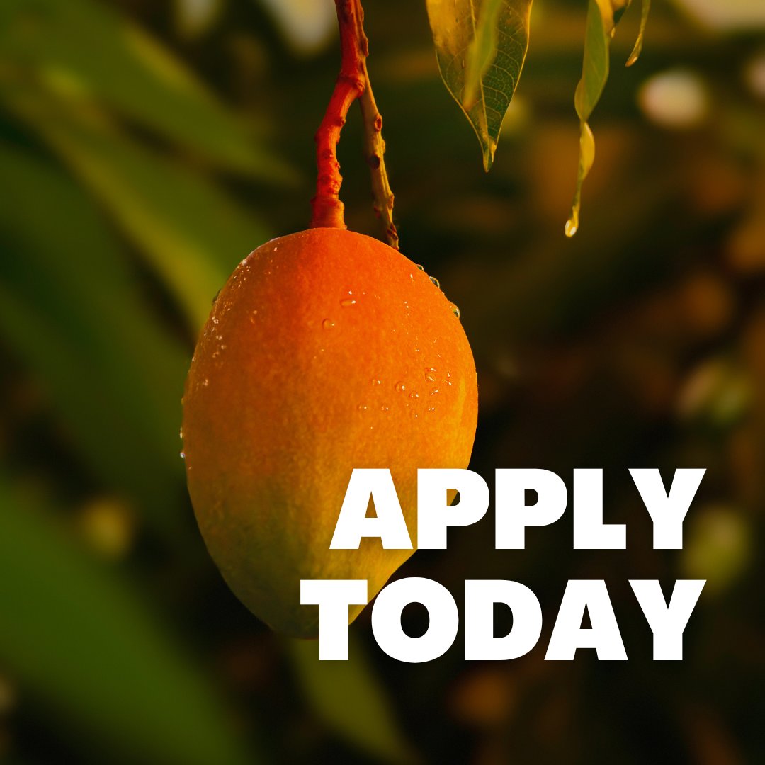 ApplyAgriJobs's tweet image. FARM MANAGER - Lead a large-scale mango orchard near Darwin NT - well-resourced, professionally run operation. clientapps.jobadder.com/77018/agricult…
#agjobs #seek #agchatoz #horticulture #agribusiness #agritalent #agrecruitment #nowhiring