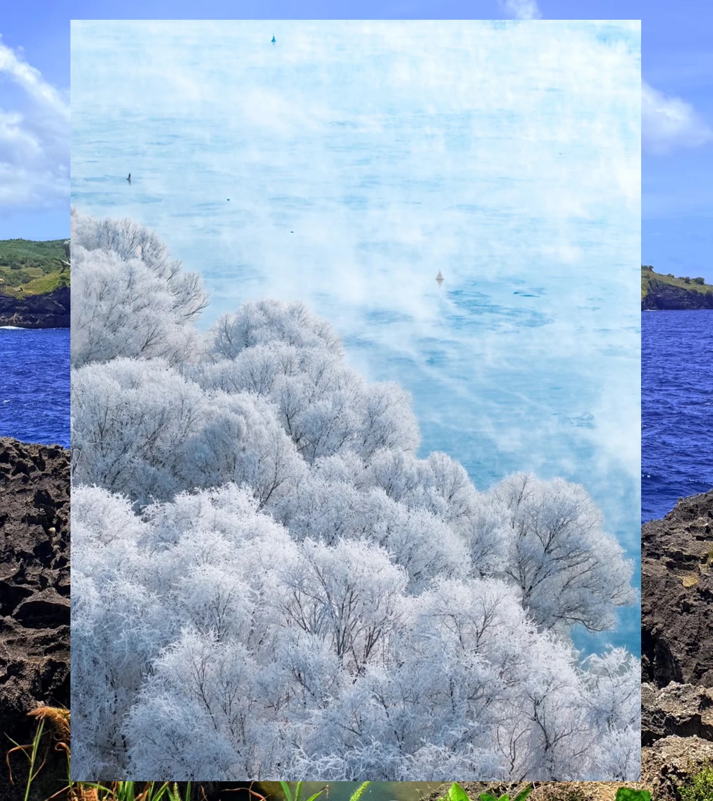 Susan Thomas tweet media