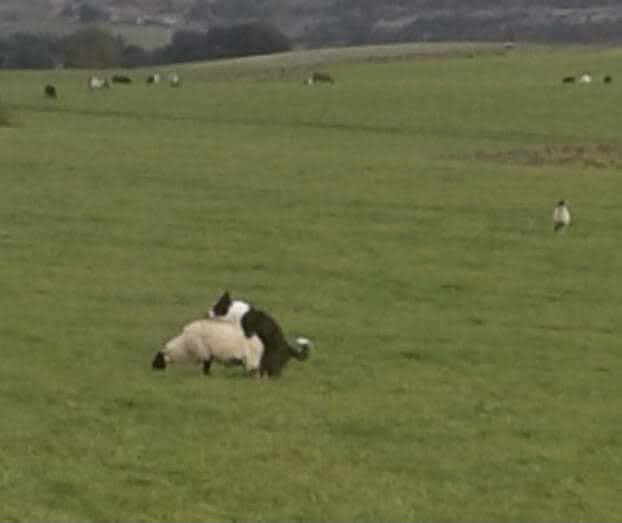 Howard Roark tweet media