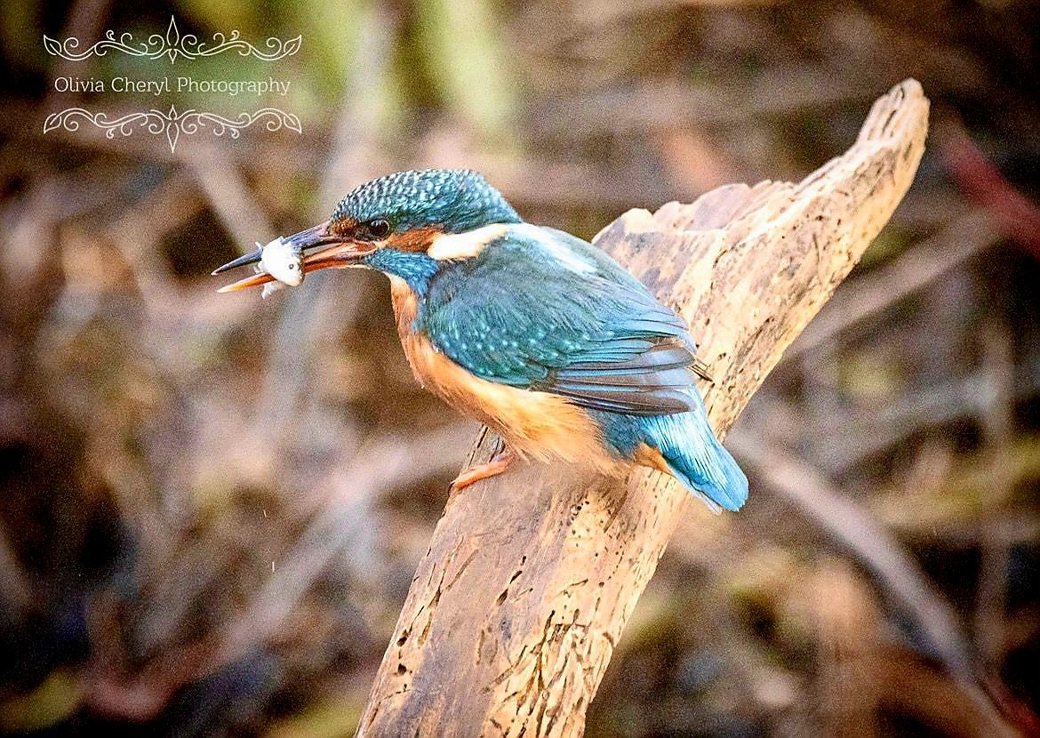 twistybonce's tweet image. Good morning 🌄
Wishing you a fantastic Friday 🎉🤸🏻🧡
#daughterpic #FridayMotivation #FridayVibes #NaturePhotography