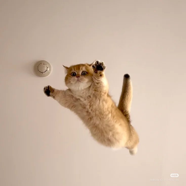 No Context Cats tweet media