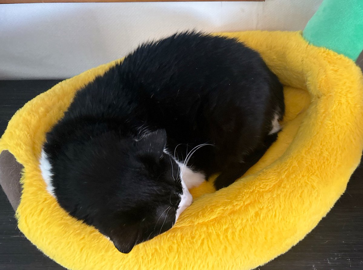 （株）銀宝堂　猫好き店主のいるお店（埼玉県熊谷市） tweet media