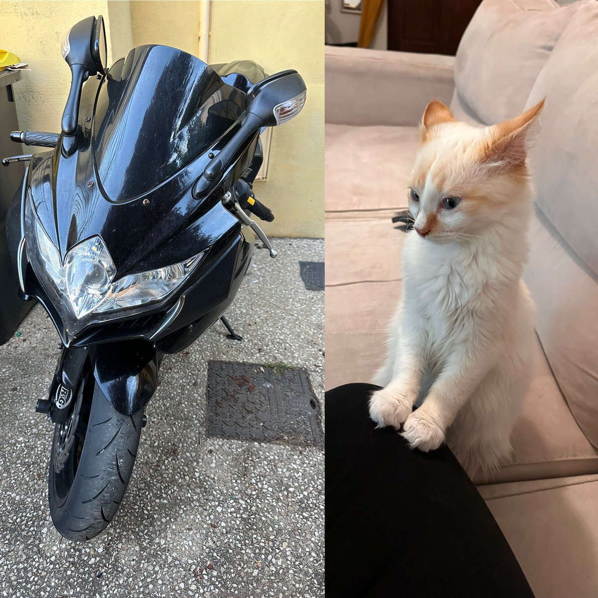 Oubliez la machine qui fait du bruit et roule vite ! 
En fait le gex de <a href="/MichouCorleone/">Coyote !</a> c’est juste un petit chat énervé, same energy here 😂