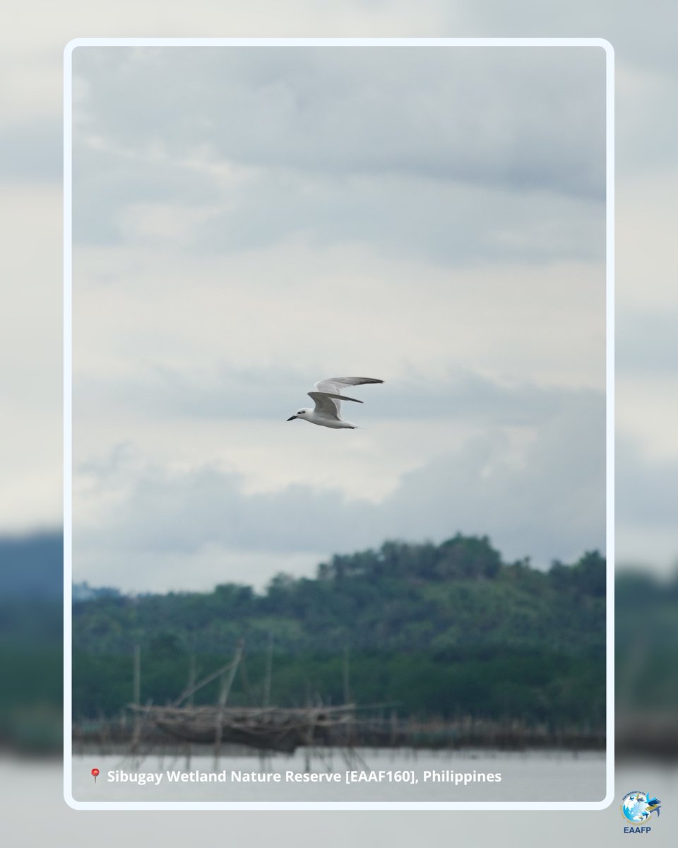 EAAFP's tweet photo. All photos taken at Sibugay Wetland Nature Reserve [EAAF160] in Zamboanga Sibugay, Philippines

#EveryBirdCounts #CommunityScience #EAAFlyway #FlywayNetworkSite #EAAFP #WMBD2026 #WorldMigratoryBirdDay https://t.co/x86g49ITrZ