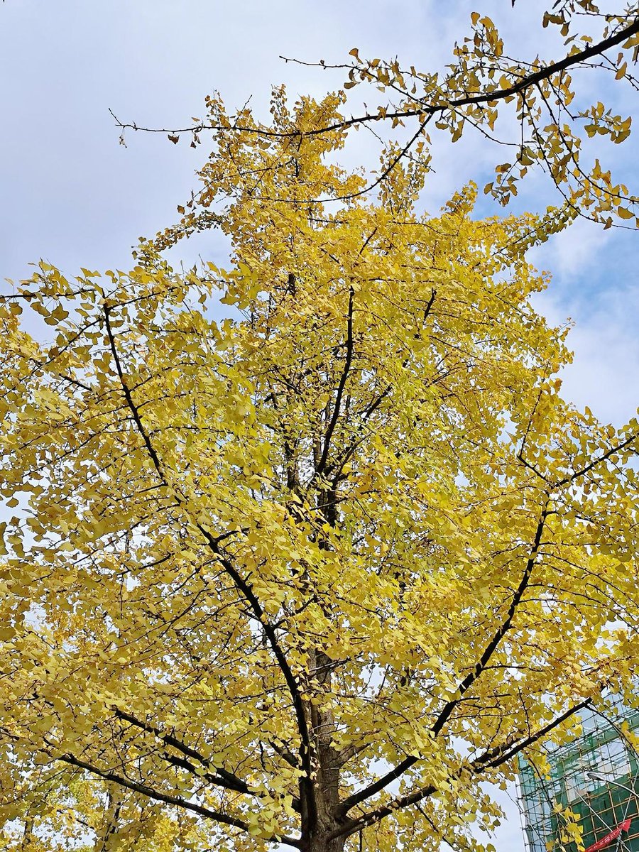 Mark Anthony Lanario tweet media