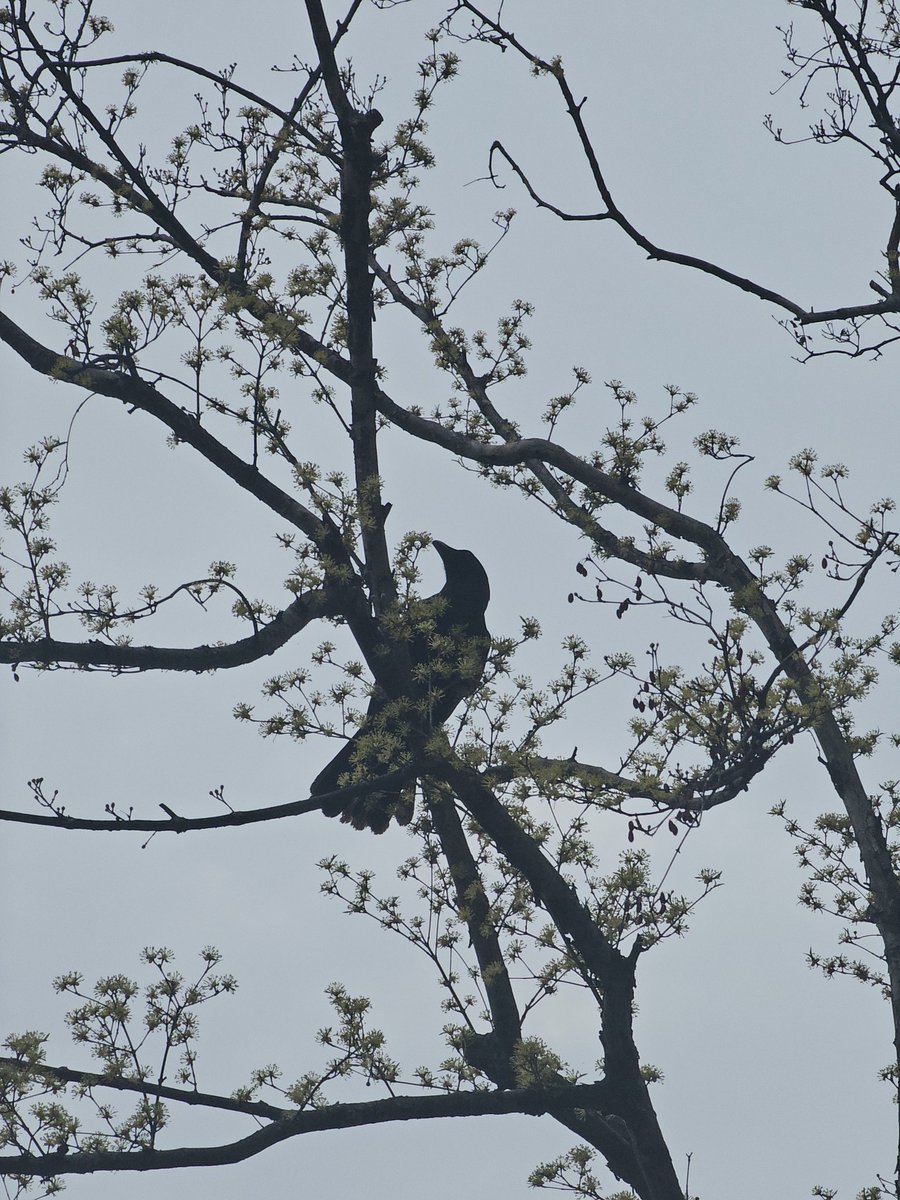 갈릭🧄 tweet media