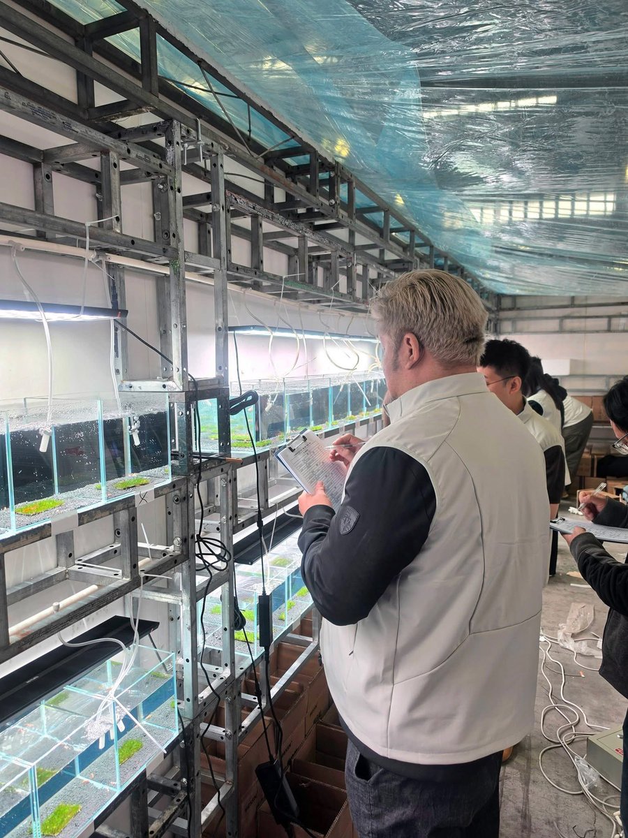 melon16729767's tweet image. International Shrimp championship 2026 Qingdao 🇨🇳 #kwshrimp #caridina #shrimp