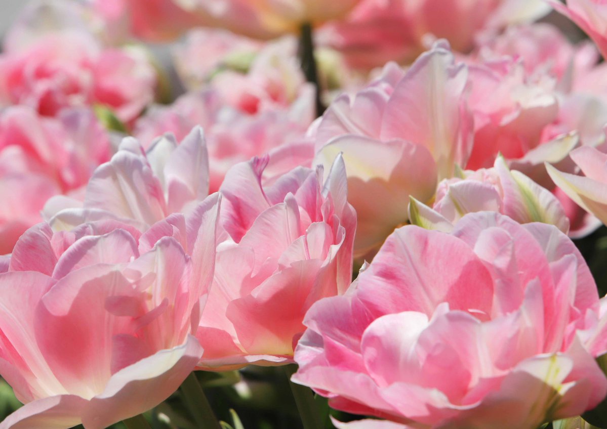 片柳弘史 tweet media