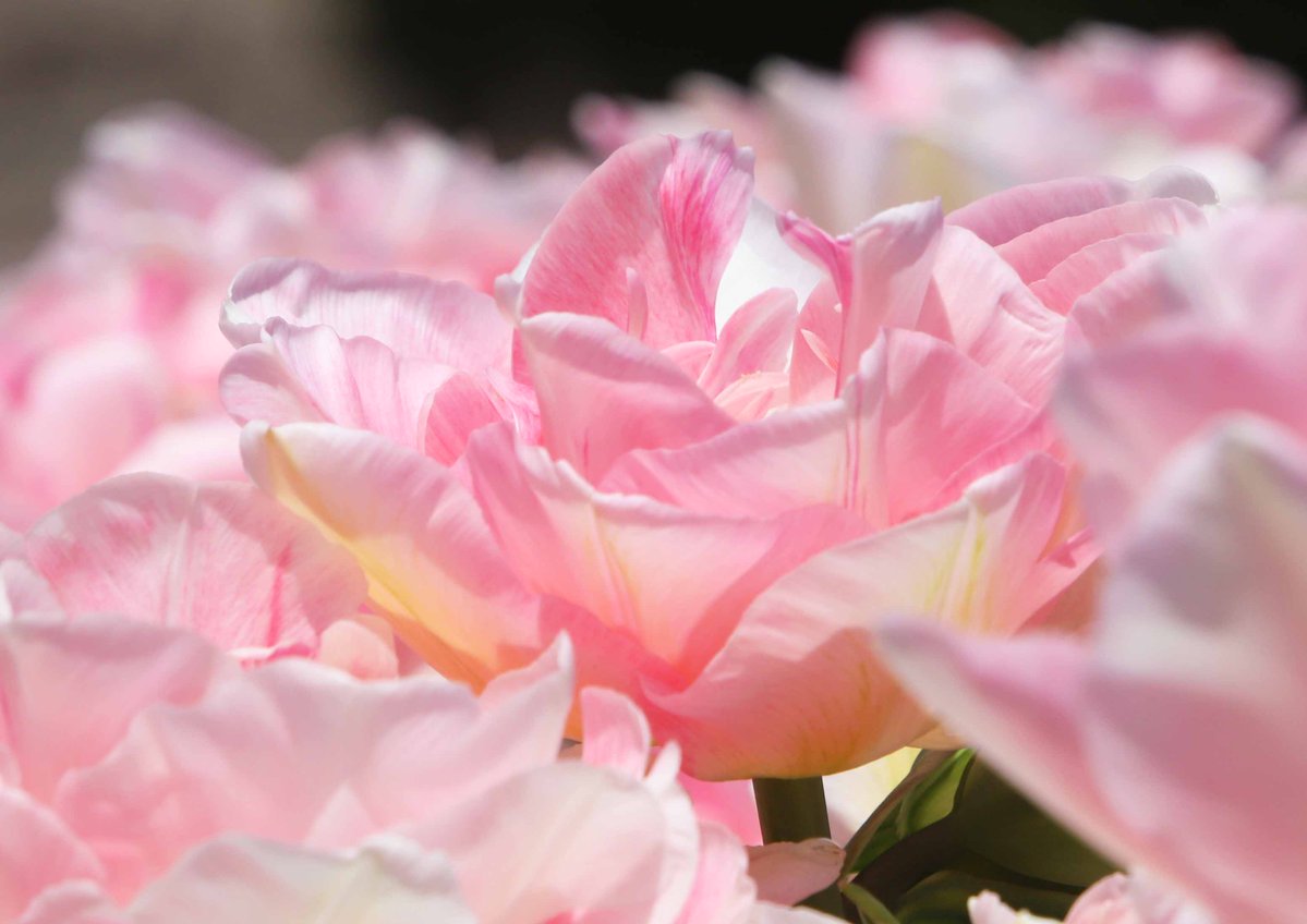 片柳弘史 tweet media