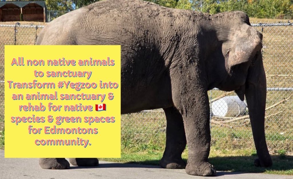 #T4Animals 🐘🦁🦒🐅🦊🦔🐻 tweet media