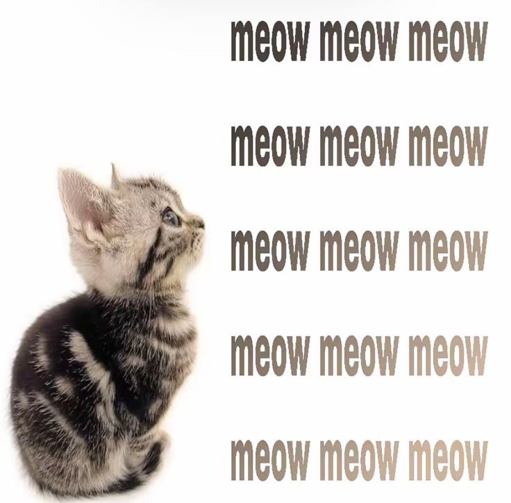 котёнок по имени тим | поиск мью tweet media