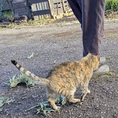 Robert Allotment cat,now helped by Janet & Amanda tweet media