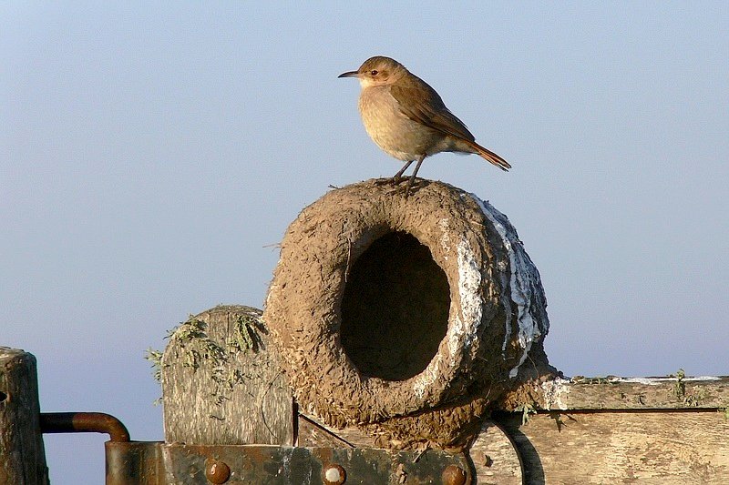 mar tweet media