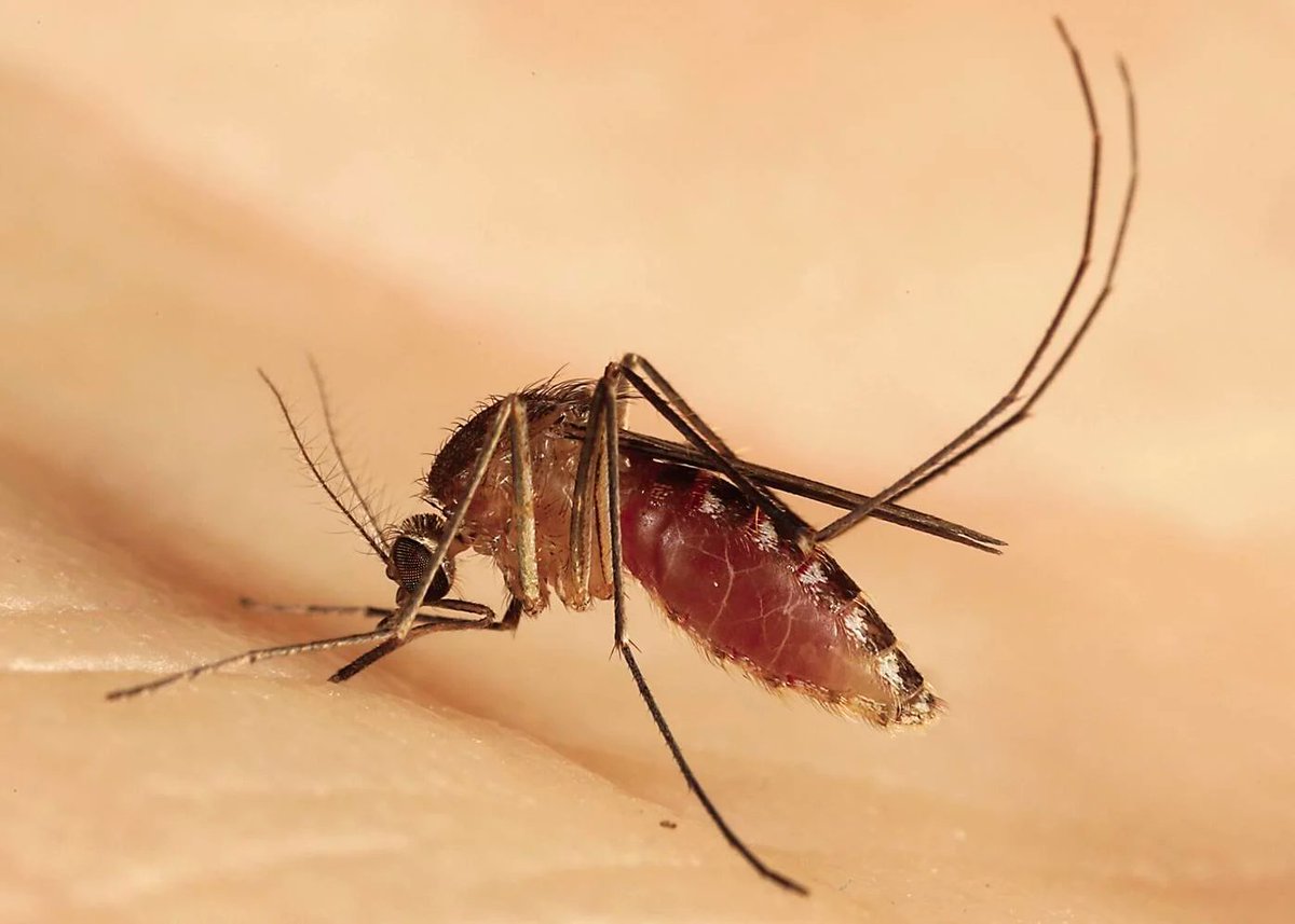 OtroEmpecinado tweet media