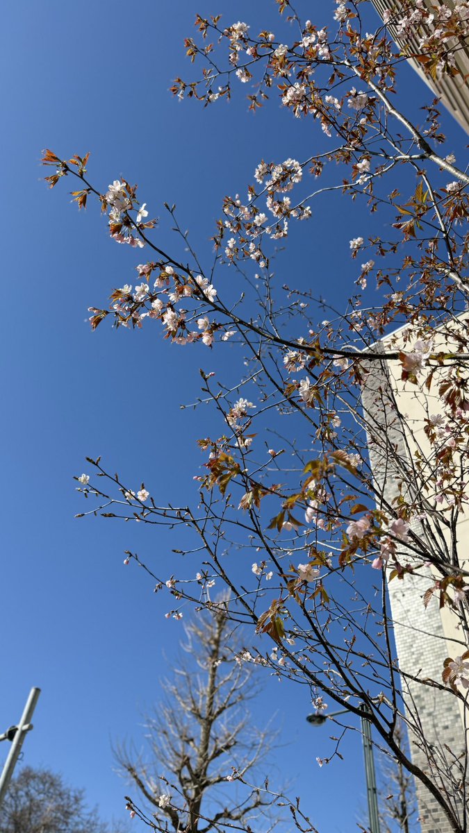 CsCosmo_Sapporo's tweet photo. 桜

咲きました

今年は早いですね

 #桜
 #札幌 https://t.co/zLitA9womX