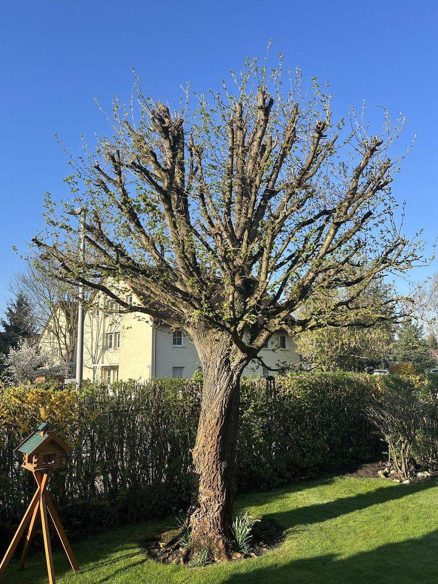 Mein selbst beschnittener Feldahorn hat Knospenknall. Die Lieblingshecke der Vögel ist 30 m lang und über 100 Jahre alt.