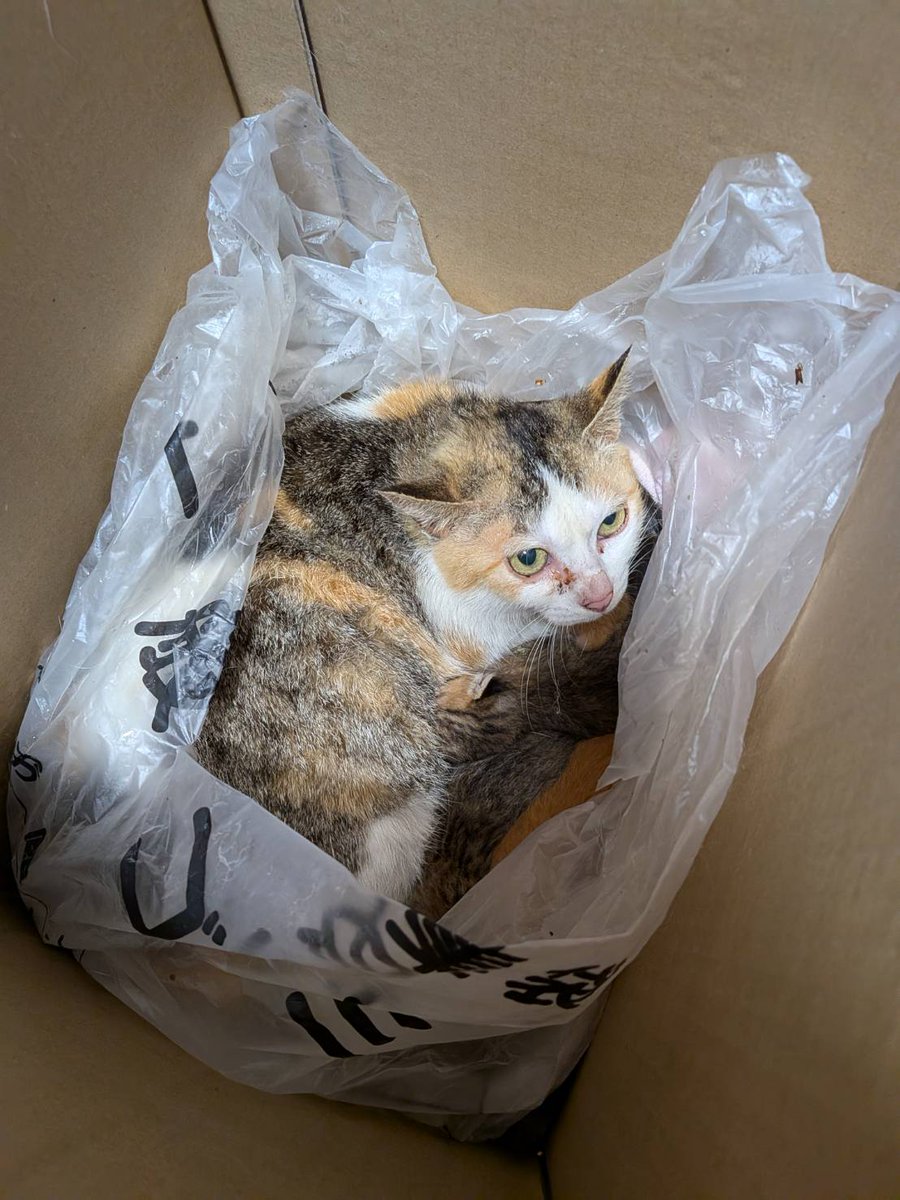 NPO法人 動物福祉団体 城下町にゃんこの会和歌山 tweet media