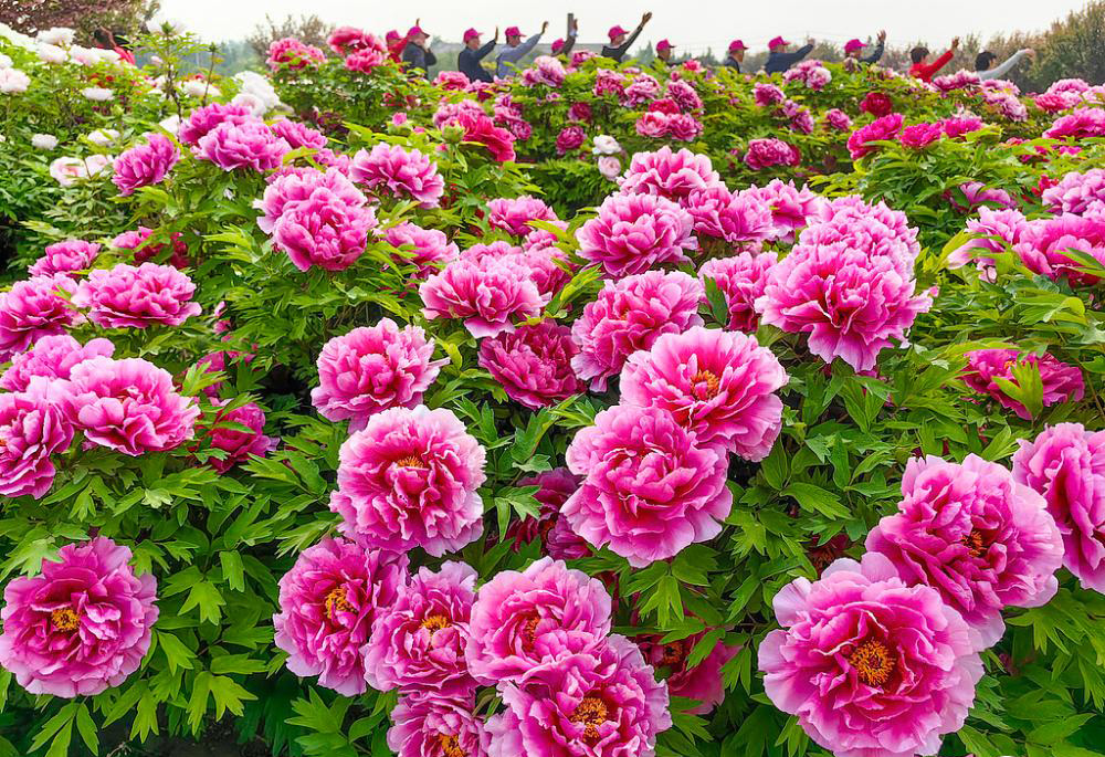 Chan Joe tweet media