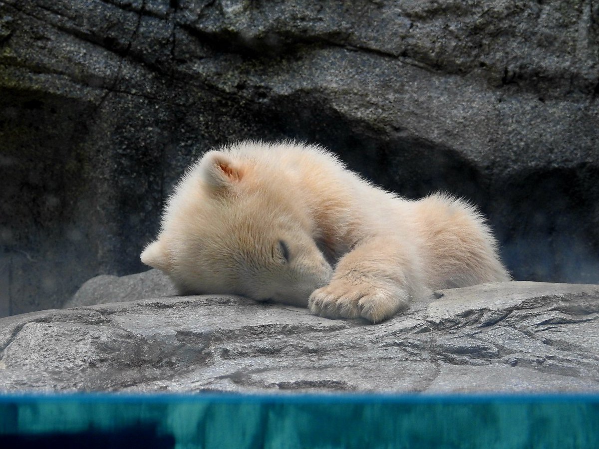 ねこまな tweet media