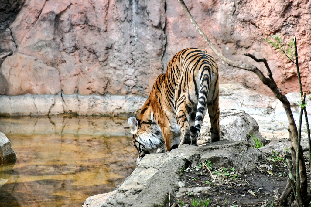 ビス子🏃💨💨💨 tweet media