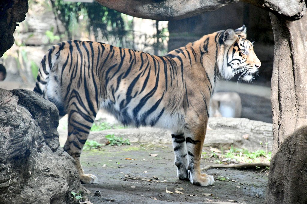 ビス子🏃💨💨💨 tweet media