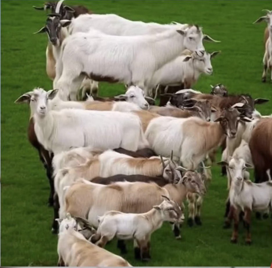 Glam_queen tweet media