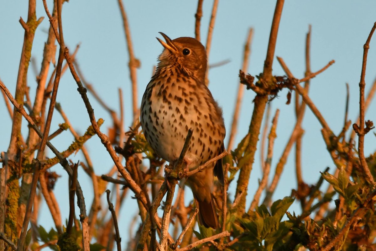 nealesmithworld's tweet image. Song Thrush 
Bude Cornwall 〓〓
#Bude #Cornwall 
#SongThrush
