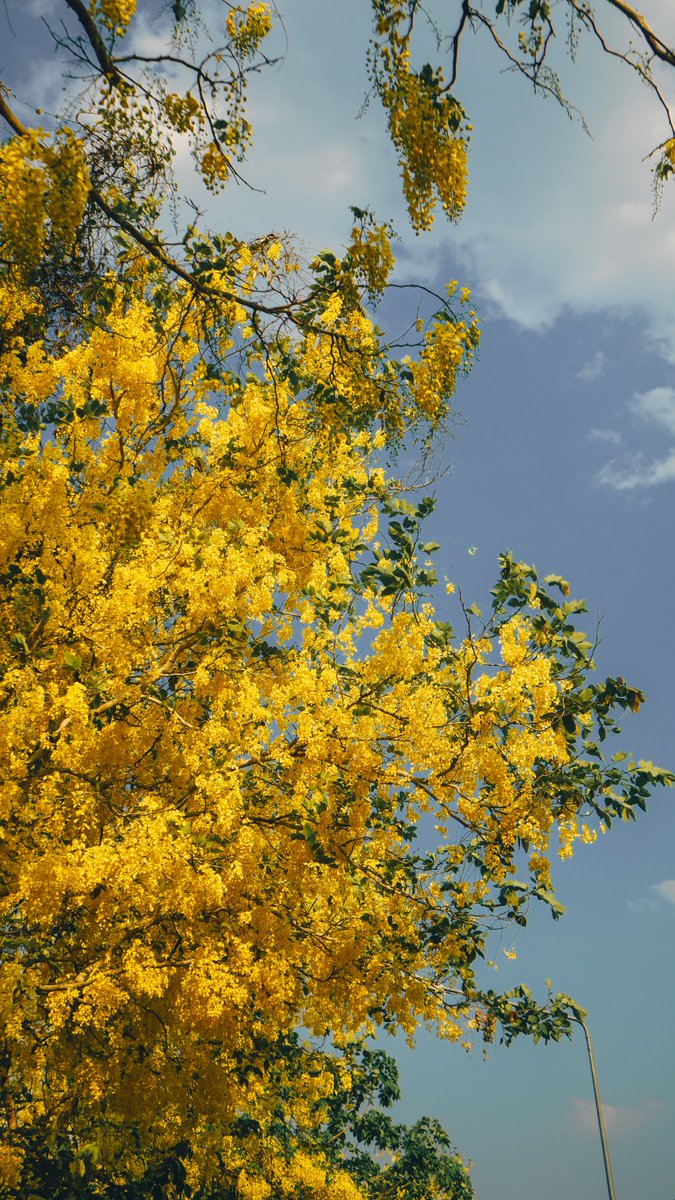 แกลลารี่ 🏔️ tweet media