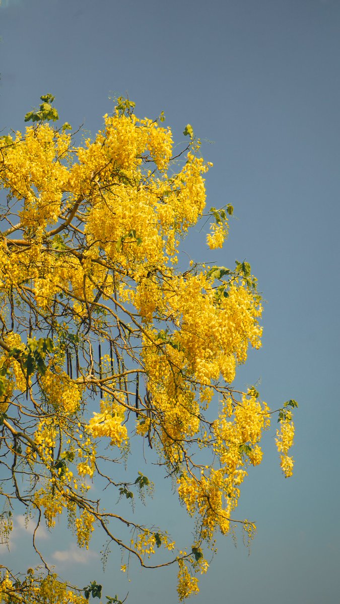 แกลลารี่ 🏔️ tweet media