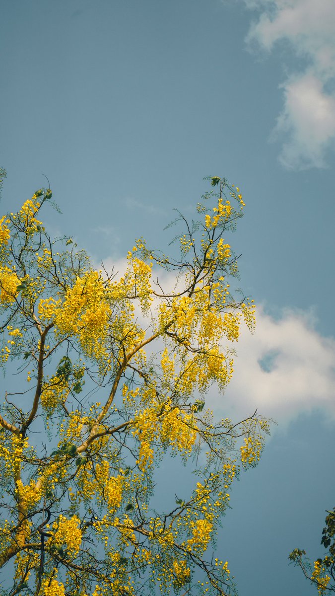 แกลลารี่ 🏔️ tweet media