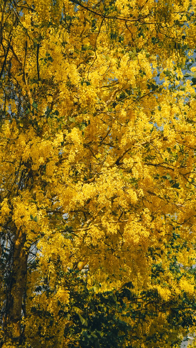 แกลลารี่ 🏔️ tweet media