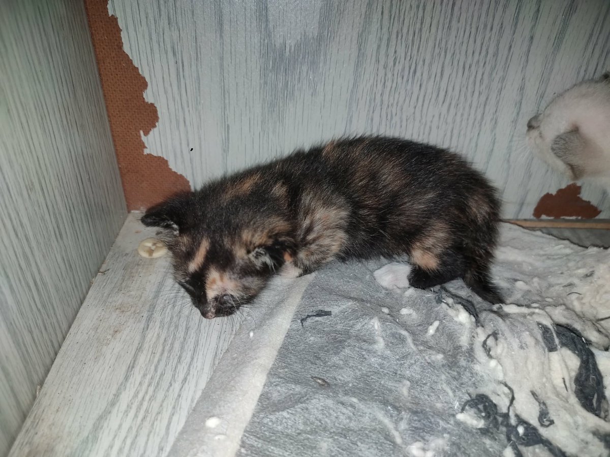 ไม่ควรมีแมวตัวไหนบนโลกใบนี้ต้องมาเป็นแมวจร tweet media