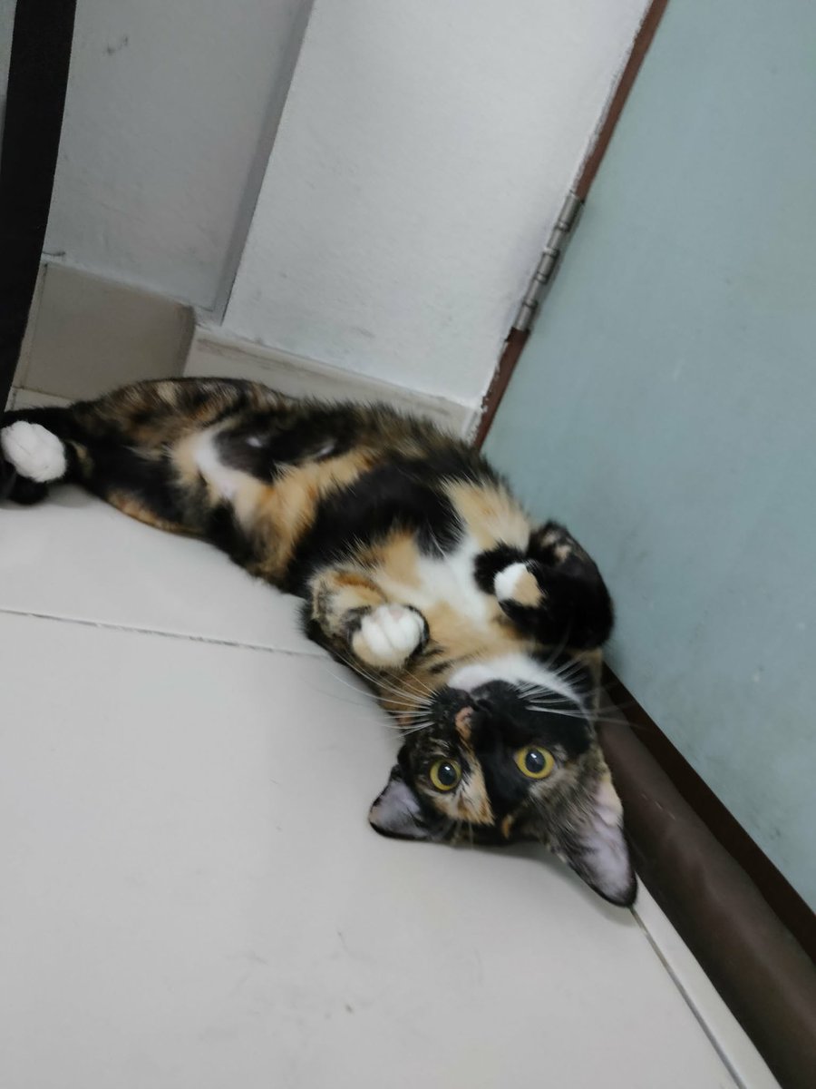 ไม่ควรมีแมวตัวไหนบนโลกใบนี้ต้องมาเป็นแมวจร tweet media