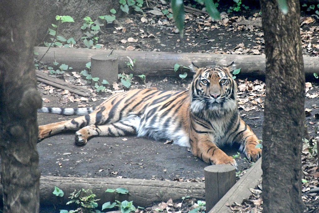 ビス子🏃💨💨💨 tweet media