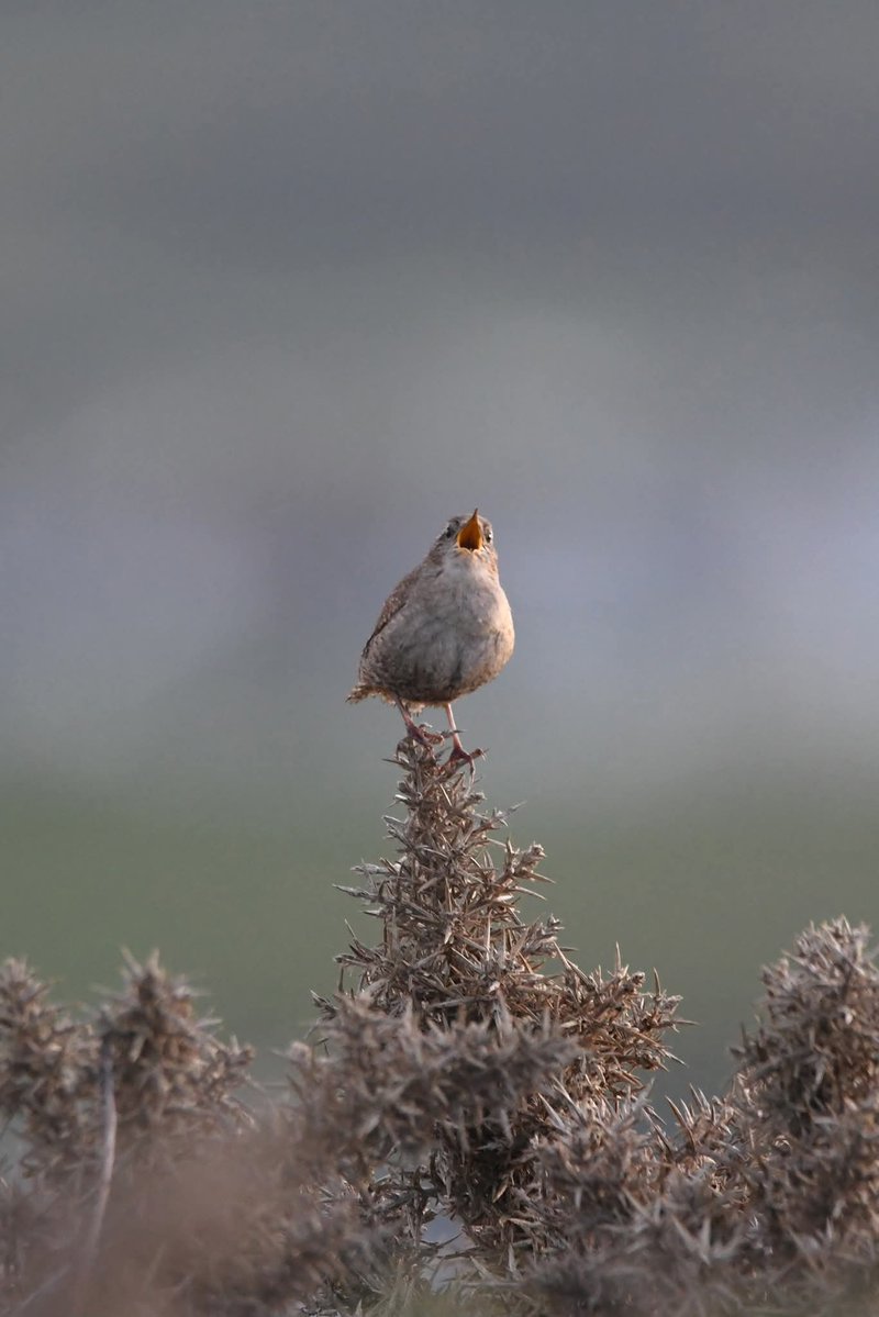 nealesmithworld's tweet image. Wren 
Bude Cornwall 〓〓
#Bude #Cornwall 
#Wren