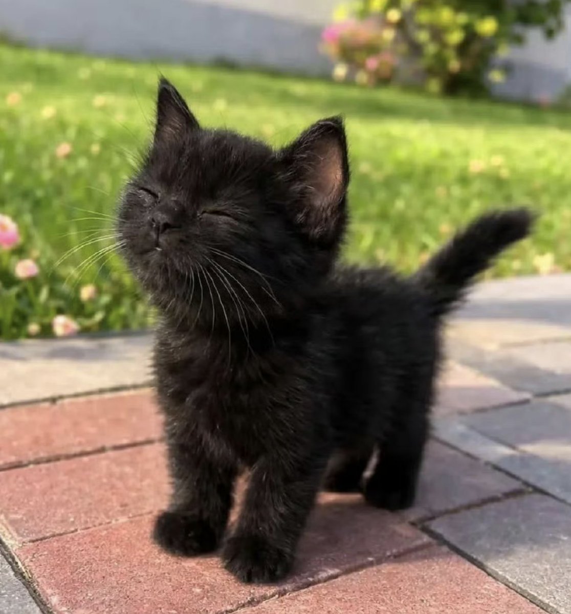 The pets only 🐾 tweet media