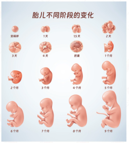 TangadeVijay's tweet photo. 胎儿在母体内的发育是一个逐步成熟的过程，从最初的受精卵到最后的成熟个体，每一步都充满了神奇和变化~
#科普 #备孕 #宝宝 #三代试管 #代孕 https://t.co/4co78aUwNL