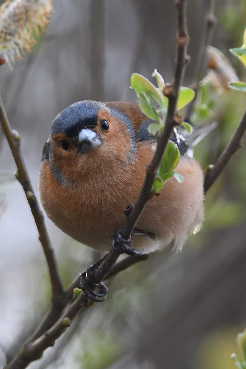 nealesmithworld's tweet image. Chaffinch 
Bude Cornwall 〓〓
#Bude #Cornwall 
#Chaffinch