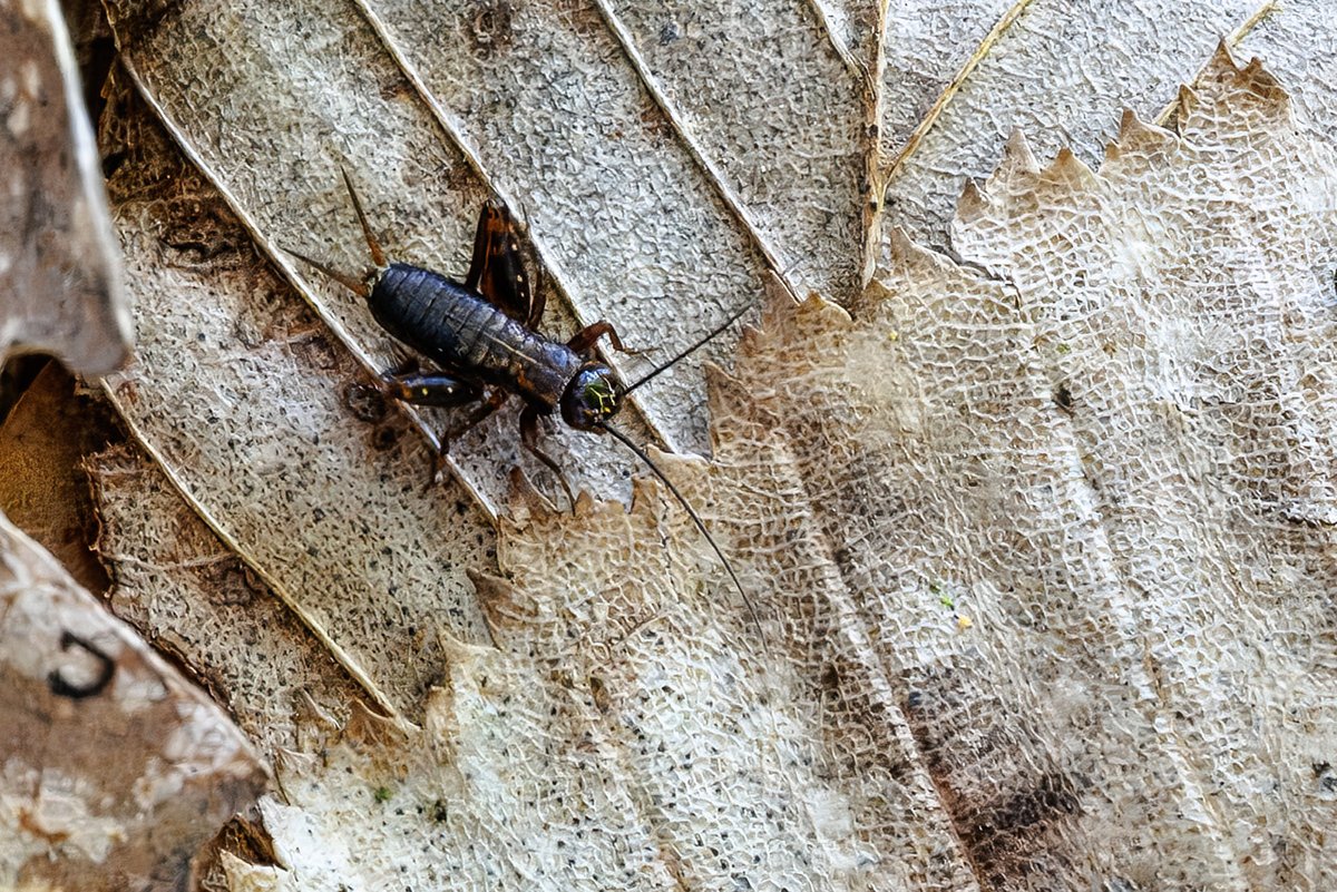 Joerg_Niederer's tweet image. Sie sind nicht selten, und doch habe ich sie 60 Jahre nicht wahrgenommen: die Waldgrillen. Gestern entdeckte ich sie und liess mich von ihrem Treiben bei der Wanderung ablenken.
nichtnurnatur.blogspot.com/2026/04/die-wa…
#NichtNurNatur #NNN #Methodisten #Waldgrille #Grille #LangnauBeiReiden #Wald