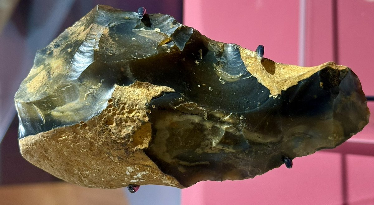 KPW1453's tweet image. Palaeolithic flint hand axe from Happisburgh in Norfolk. The axe was collected in 1934 by the French archaeologist, Armand Lacaille, and is now part of the collections at the Wardlaw Museum in St. Andrews, Fife. 📸 My own. #FlintFriday #Archaeology #Prehistory