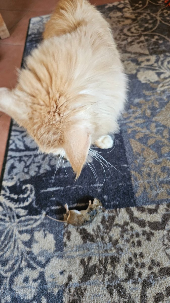 Kaiserschmarrn tweet media