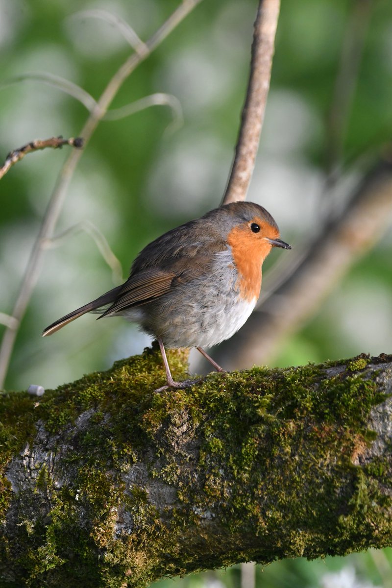 nealesmithworld's tweet image. Robin 
Bude Cornwall 〓〓
#Bude #Cornwall 
#Robin