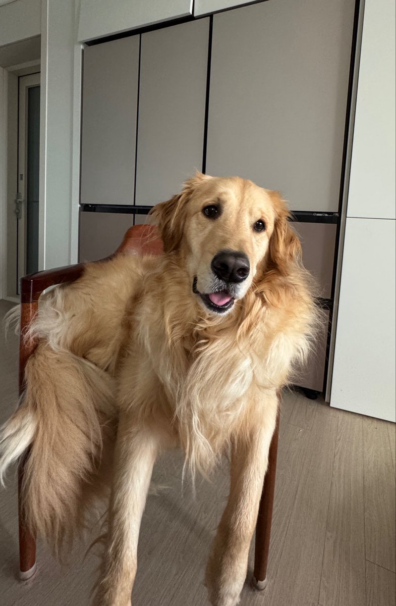 잔소리하는댕저씨 tweet media