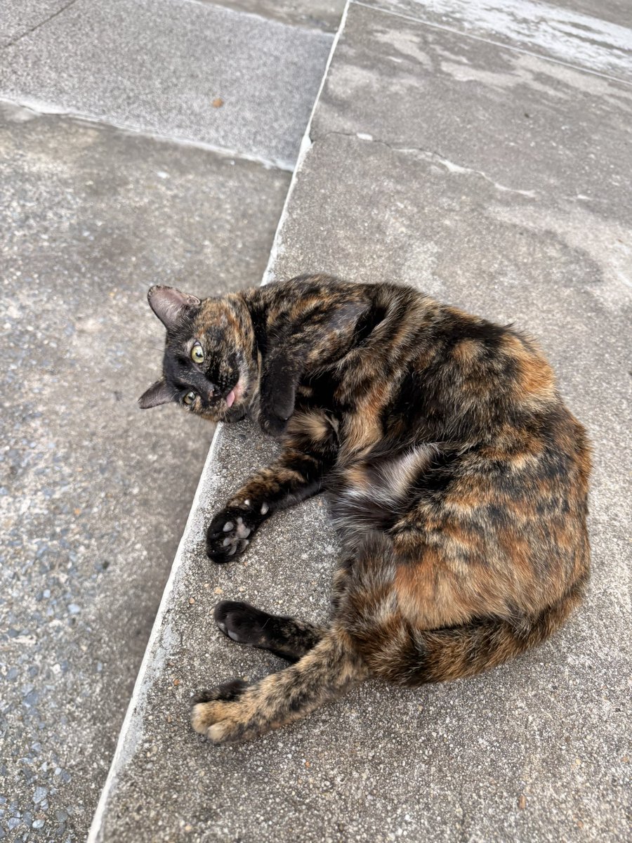 🧡🤎 วันที่ 17 เมษายน วันแมวสีกระดองเต่า (Tortoiseshell Cat Appreciation Day) 🐈

อยากให้ทุกคนหันมาเอ็นดูแมวเปรอะกันเยอะๆ แมวสีนี้จากการวิจัย (โดยเราเอง) แมวสีนี้อินดี้มากก แอบหยิ่ง แต่ก็ฉลาด รู้เรื่อง และขนนุ่มมากๆๆ 

ทุกคนว่าจริงมั้ย มาอวดแมวเปรอะกัน✨