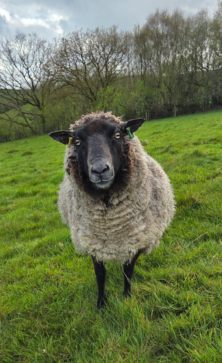 The Woolly Patchwork Sheep Sanctuary tweet media