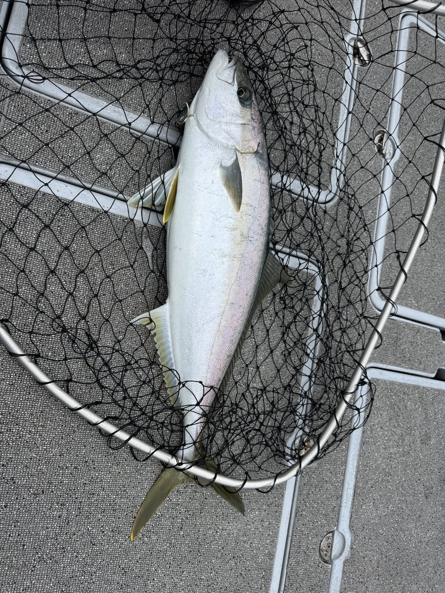 foresth915's tweet photo. Kingfish fishing!
久しぶりのマサ釣りで10kg以下だけど釣れました。次回は30kg^_^
友人は普通に26.5kgの釣ってた笑

#goto #boatfishing #kingfish #grandeur https://t.co/9HZPgzH3Qk