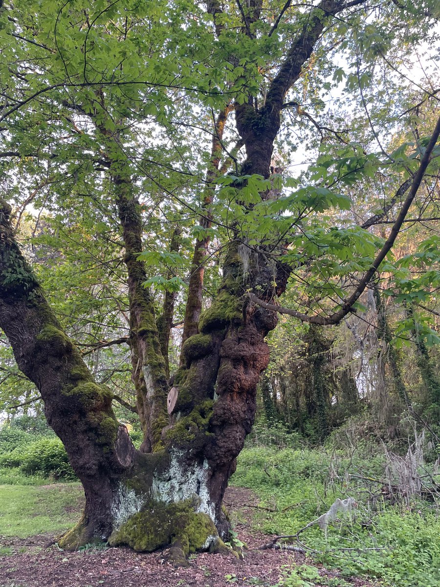 Today I walked 1 mile by the Willamette river