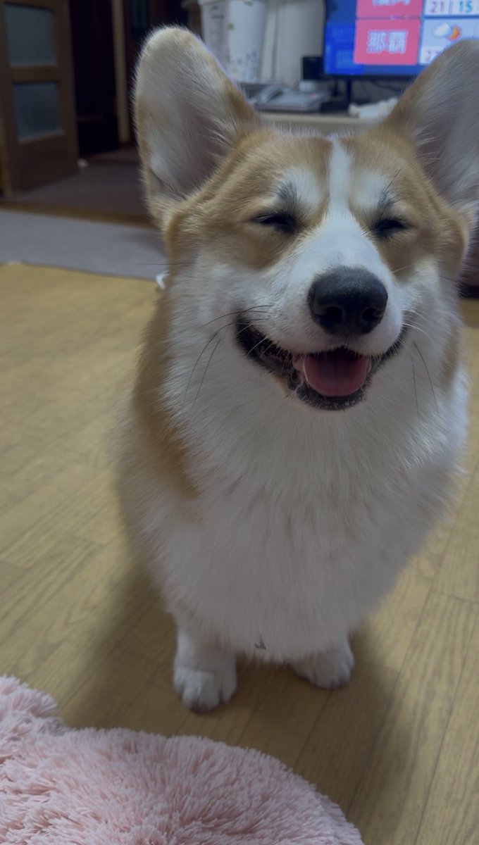 こなつ＆りく tweet media